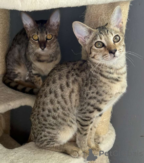 Photo №3. Savannah kitten for adoption. France