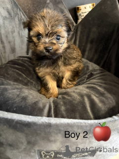 Photo №3. Stunning litter of Chorkies. United States