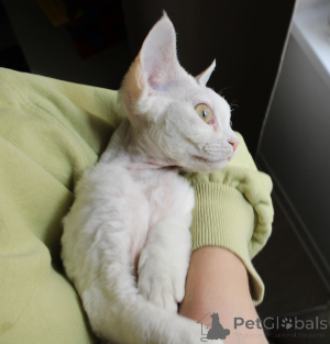 Photo №3. Wonderful white Devon Rex Boy. Poland