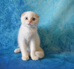 Photo №4. I will sell scottish fold in the city of Moscow. from nursery, breeder - price - 164$