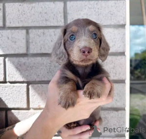 Photo №1. dachshund - for sale in the city of Alkmar | negotiated | Announcement № 176054