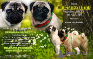 Photo №4. I will sell pug in the city of Minsk. from nursery - price - 792$