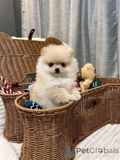 Photo №2 to announcement № 161685 for the sale of  - buy in Austria 