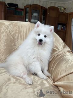 Photo №1. japanese spitz - for sale in the city of Vitebsk | 500$ | Announcement № 54864