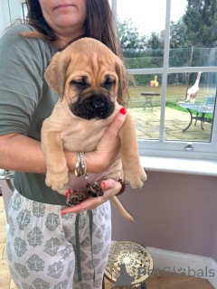 Photo №2 to announcement № 168259 for the sale of bullmastiff - buy in Sweden private announcement, breeder