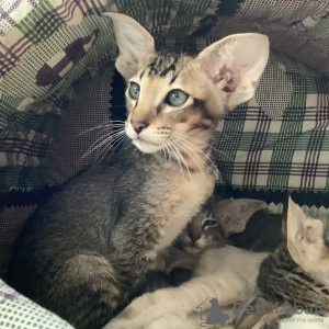 Photo №1. oriental shorthair - for sale in the city of Kiev | 429$ | Announcement № 9870