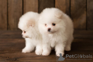 Photo №1. pomeranian - for sale in the city of Helsinki | 423$ | Announcement № 65564