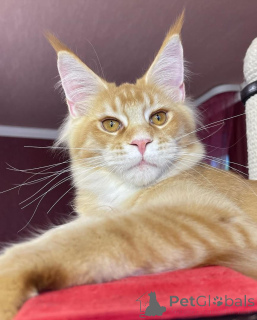 Photo №2 to announcement № 135409 for the sale of maine coon - buy in Germany private announcement