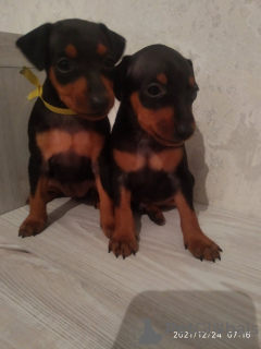 Photo №1. miniature pinscher - for sale in the city of Bobruisk | 215$ | Announcement № 18286