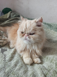 Photo №1. persian cat - for sale in the city of Riga | Is free | Announcement № 7420