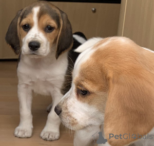 Photo №4. I will sell beagle in the city of Huldenberg. private announcement, breeder - price - 826$