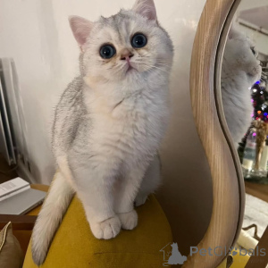 Photo №2 to announcement № 157683 for the sale of british shorthair - buy in Germany private announcement
