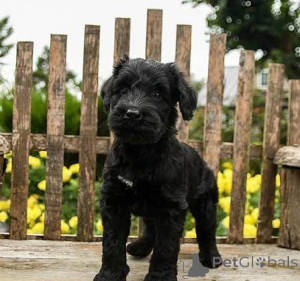 Photo №2 to announcement № 172792 for the sale of giant schnauzer - buy in Germany 