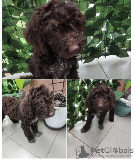 Additional photos: Lagotto Romagnolo puppies for sale