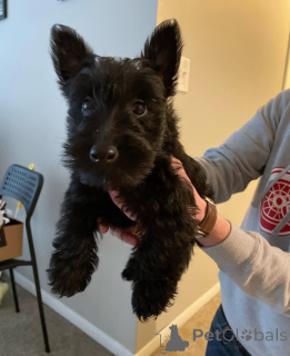 Photo №3. Scottish terrier puppies for adoption and rehoming. United States