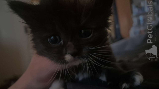 Photo №1. ragdoll - for sale in the city of Vienna | negotiated | Announcement № 139329