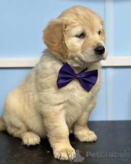 Photo №1. golden retriever - for sale in the city of Helsinki | 423$ | Announcement № 56458