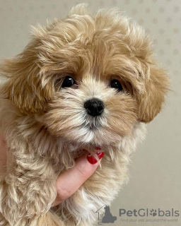 Additional photos: Beautiful maltipoo puppies.