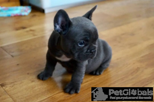 Photo №2 to announcement № 134646 for the sale of french bulldog - buy in Switzerland private announcement