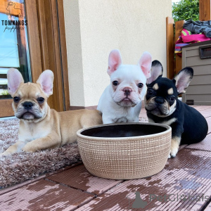 Photo №3. French bulldog puppies. Denmark