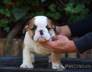 Photo №1. english bulldog - for sale in the city of Zrenjanin | negotiated | Announcement № 122127