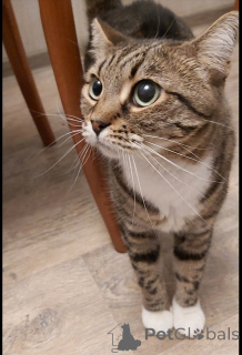 Photo №2 to announcement № 147189 for the sale of  - buy in Russian Federation private announcement