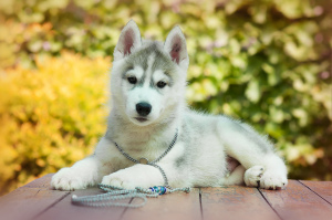 Photo №1. siberian husky - for sale in the city of Tolyatti | 200$ | Announcement № 2595
