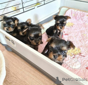 Photo №1. yorkshire terrier - for sale in the city of Madrid | 826$ | Announcement № 166193