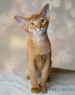 Photo №3. Abyssinian KITTENS FOR SALE. Netherlands
