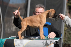 Photo №4. I will sell boxer in the city of Vilovo. breeder - price - negotiated
