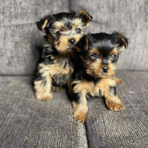 Photo №1. yorkshire terrier - for sale in the city of Frankfurt | negotiated | Announcement № 154047