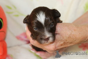 Photo №4. I will sell bolonka, west highland white terrier in the city of Daszewice. breeder - price - 1445$