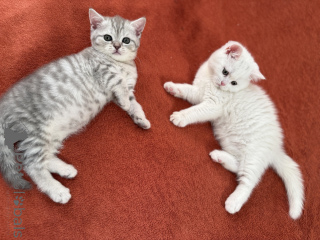 Photo №4. I will sell british shorthair in the city of Paris. private announcement - price - 282$