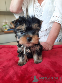 Photo №1. yorkshire terrier - for sale in the city of Helsinki | Is free | Announcement № 110757