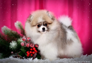 Photo №1. german spitz - for sale in the city of Москва | Negotiated | Announcement № 5813