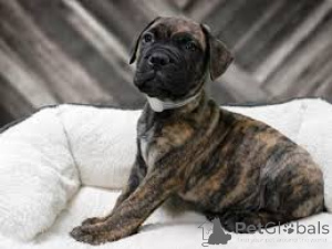 Photo №2 to announcement № 136210 for the sale of bullmastiff - buy in United Kingdom 