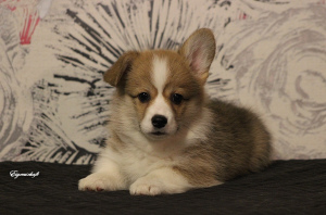 Photo №2 to announcement № 1995 for the sale of welsh corgi - buy in Russian Federation from nursery