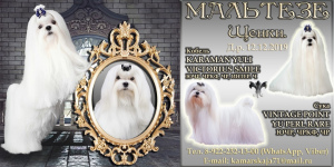 Photo №2 to announcement № 5809 for the sale of maltese dog - buy in Russian Federation private announcement