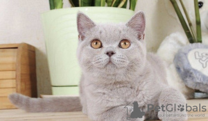 Photo №1. british shorthair - for sale in the city of Криводановка | 391$ | Announcement № 115055