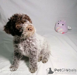 Photo №4. I will sell lagotto romagnolo in the city of Kragujevac.  - price - negotiated