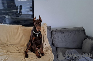 Photo №1. dobermann - for sale in the city of Smederevo | negotiated | Announcement № 84256