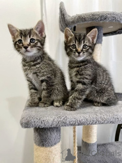 Photo №1. european shorthair - for sale in the city of BåSTAD | negotiated | Announcement № 161096