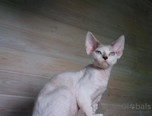 Photo №2 to announcement № 11175 for the sale of devon rex - buy in Russian Federation private announcement