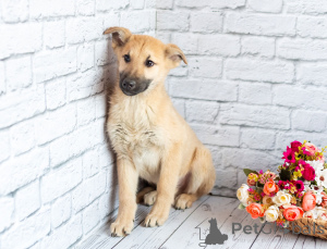Photo №2 to announcement № 163155 for the sale of non-pedigree dogs - buy in Russian Federation private announcement