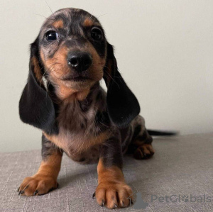 Photo №4. I will sell dachshund in the city of Aldershot. private announcement - price - 413$