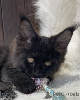 Photo №3. Maine coon. United Kingdom