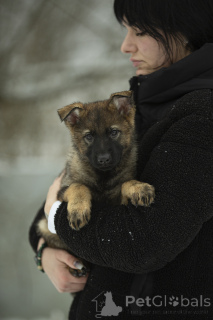 Photo №2 to announcement № 164309 for the sale of german shepherd - buy in Ukraine breeder
