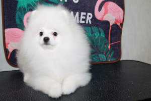 Photo №2 to announcement № 5851 for the sale of pomeranian - buy in Ukraine from nursery, breeder