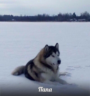 Additional photos: Breed Alaskan Malamute