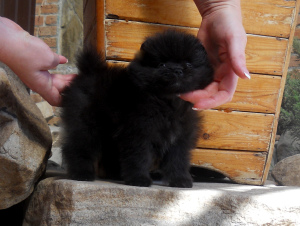 Photo №3. Pomeranian Girls. Russian Federation